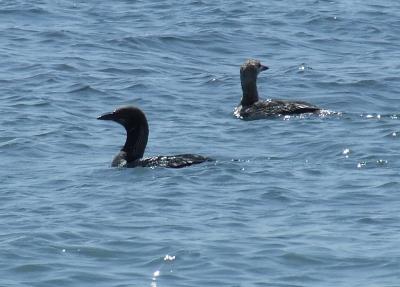 Прикрепленное изображение: 505-1.jpg